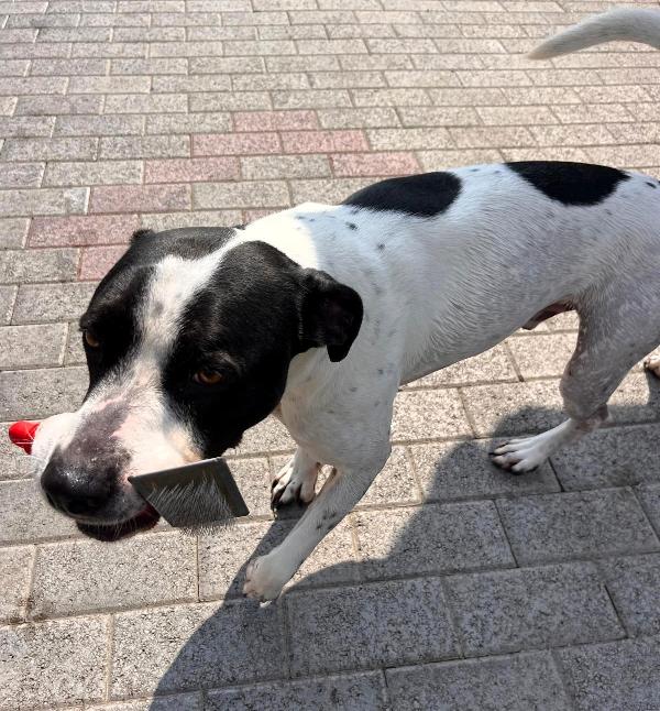 BLACK GENTILCANE Foto 8